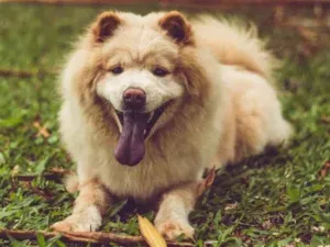 Cachorro raça  idade 6 ou mais anos nome Pérola 