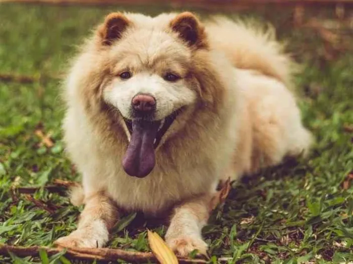 Cachorro ra a  idade 6 ou mais anos nome Pérola 