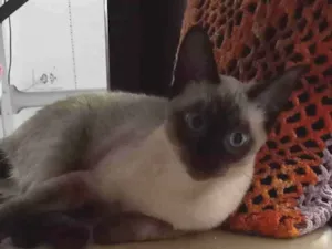 Gato raça Siamês  idade 2 a 6 meses nome Johnny 