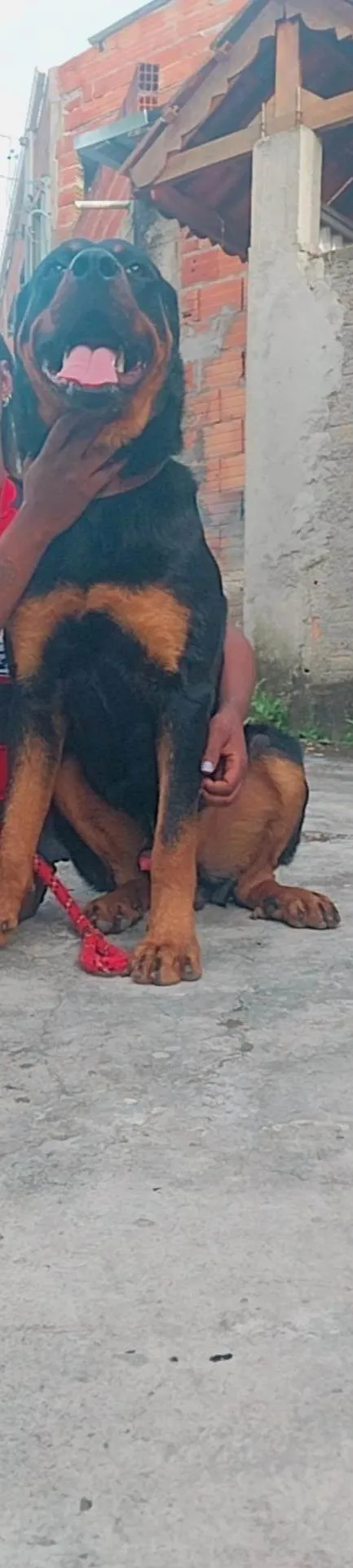 Cachorro ra a Rottweiler  idade 1 ano nome Damon