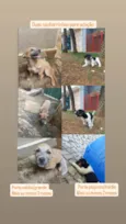 2 cachorrinhas para doação urgentemente