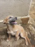 2 cachorrinhas para doação urgentemente