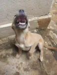 2 cachorrinhas para doação urgentemente