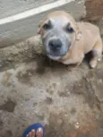 2 cachorrinhas para doação urgentemente