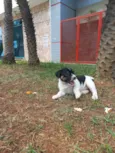 2 cachorrinhas para doação urgentemente