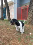 2 cachorrinhas para doação urgentemente