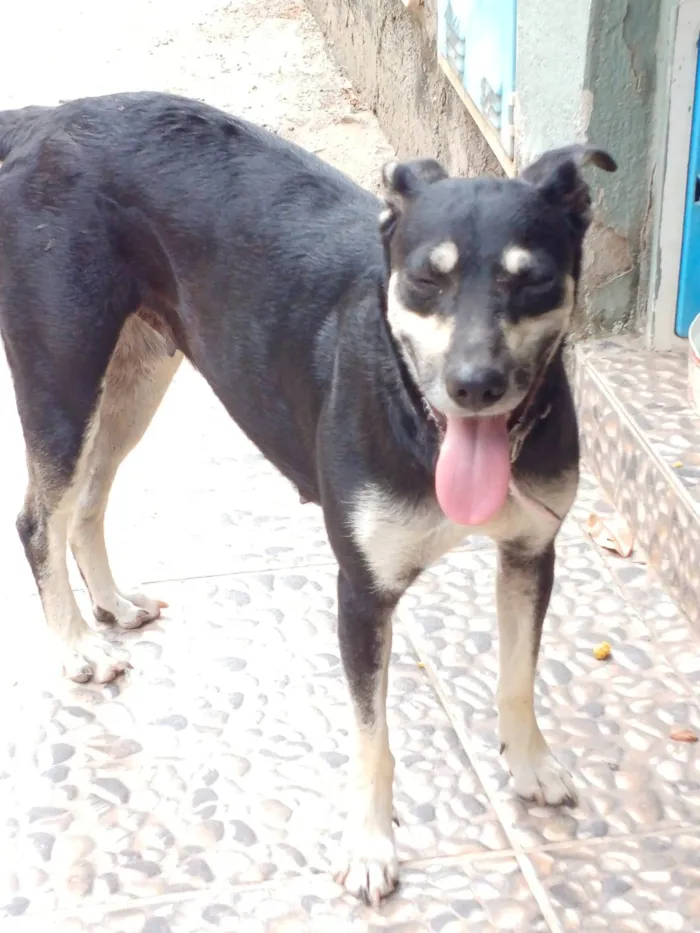 Cachorro ra a Srd - vira lata  idade 1 ano nome MENINA 