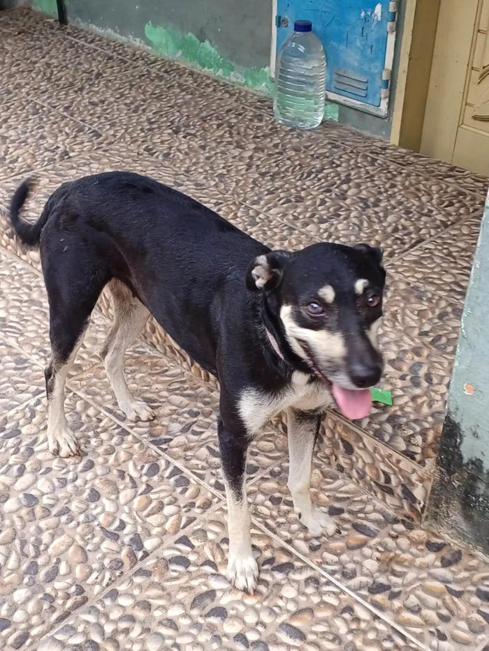 Cachorro ra a Srd - vira lata  idade 1 ano nome MENINA 