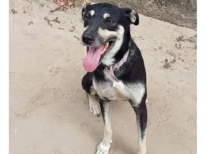 Cachorro raça Srd - vira lata  idade 1 ano nome MENINA 