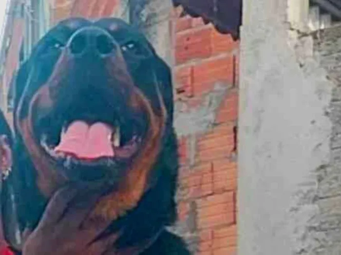 Cachorro ra a Rottweiler  idade 1 ano nome Damon