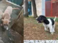 2 cachorrinhas para doação urgentemente