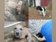2 cachorrinhas para doação urgentemente