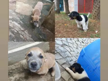 Cachorro raça Vira lata idade 2 a 6 meses nome 2 cachorrinhas para doação urgentemente 