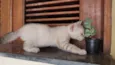 Loirinho