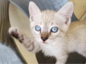 Gato raça SRD-ViraLata idade Abaixo de 2 meses nome Loirinho