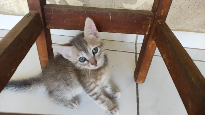 Gato ra a SRD-ViraLata idade Abaixo de 2 meses nome Pidona