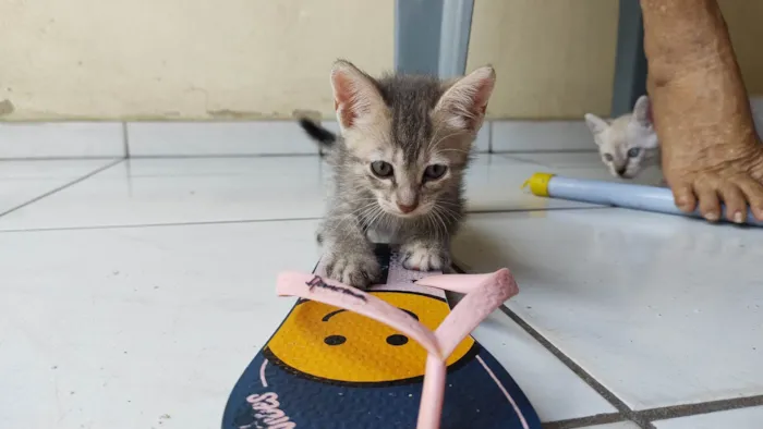 Gato ra a SRD-ViraLata idade Abaixo de 2 meses nome Pidona