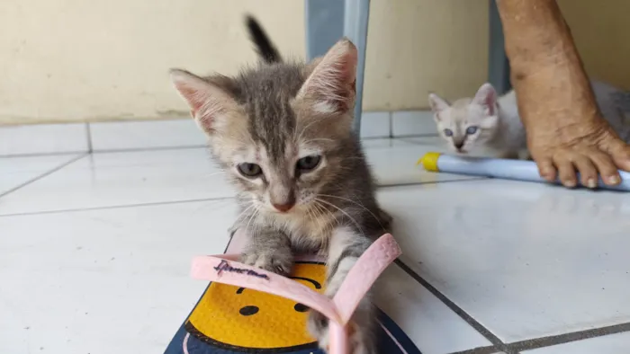 Gato ra a SRD-ViraLata idade Abaixo de 2 meses nome Pidona