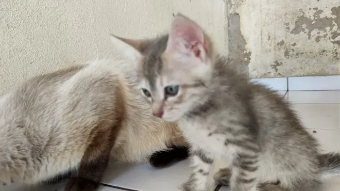 Gato ra a SRD-ViraLata idade Abaixo de 2 meses nome Pidona