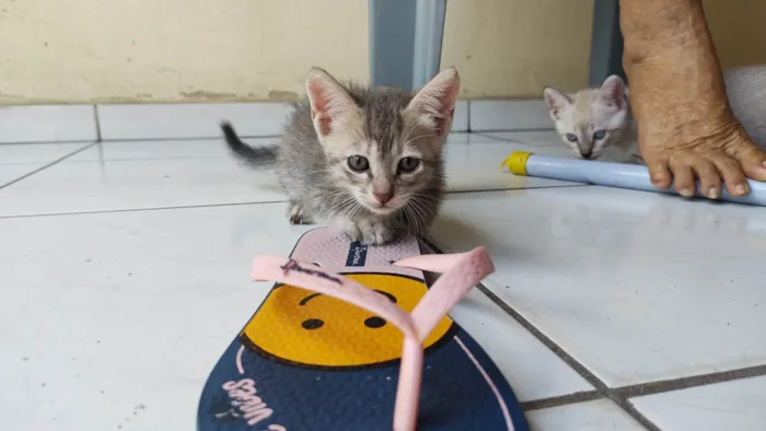 Gato ra a SRD-ViraLata idade Abaixo de 2 meses nome Pidona