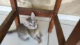 Pidona
