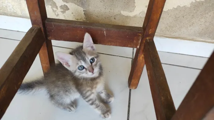 Gato ra a SRD-ViraLata idade Abaixo de 2 meses nome Pidona