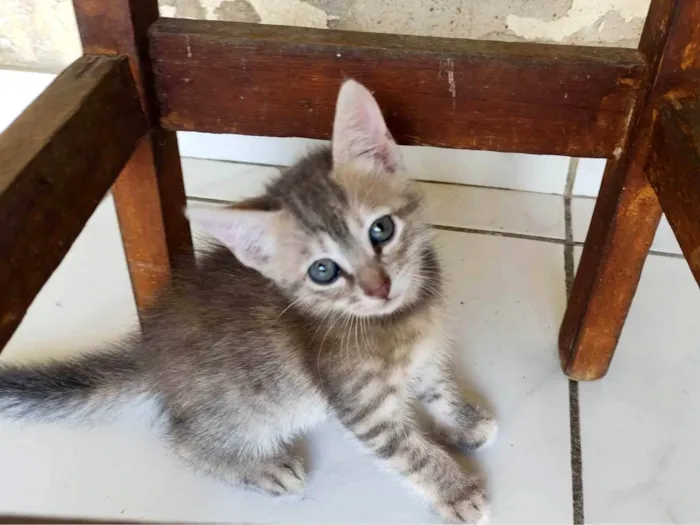 Gato ra a SRD-ViraLata idade Abaixo de 2 meses nome Pidona