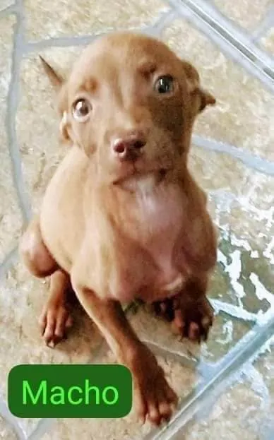 Cachorro ra a SRD-ViraLata idade 2 a 6 meses nome Pitbulls mix