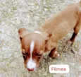Pitbulls mix