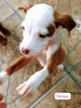 Pitbulls mix
