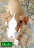 Pitbulls mix