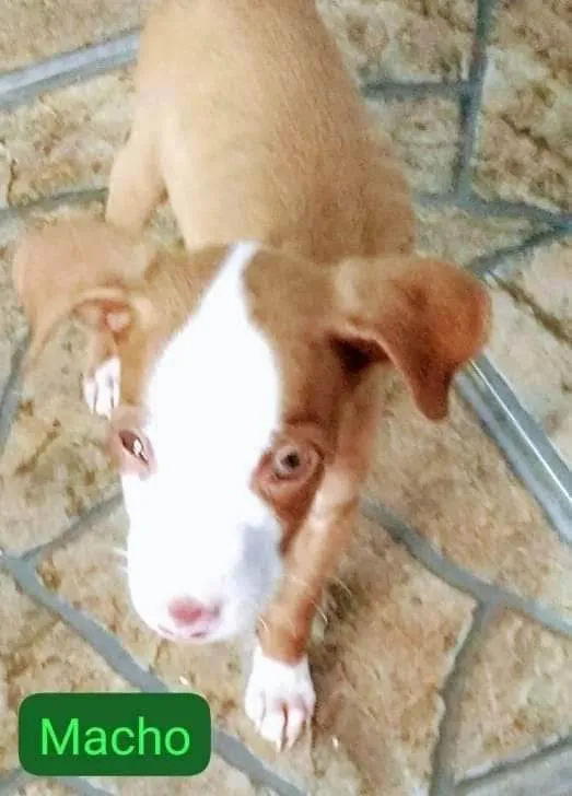 Cachorro ra a SRD-ViraLata idade 2 a 6 meses nome Pitbulls mix