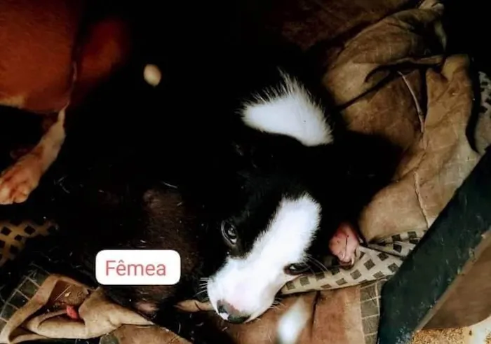 Cachorro ra a SRD-ViraLata idade 2 a 6 meses nome Pitbulls mix