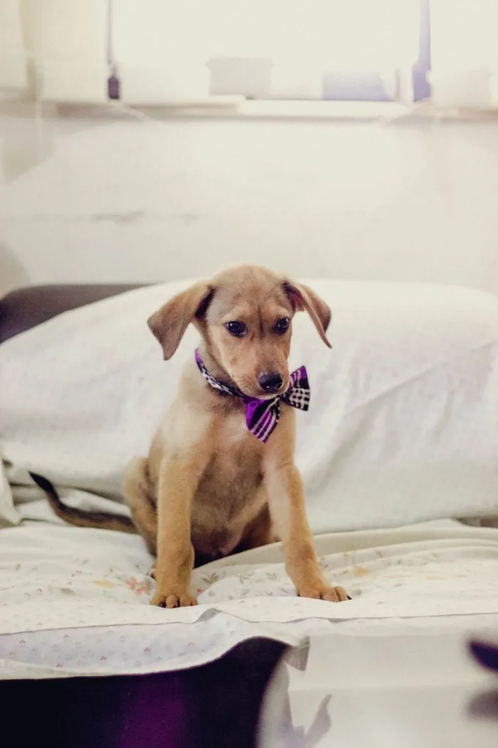 Cachorro ra a SRD-ViraLata idade 2 a 6 meses nome Bob