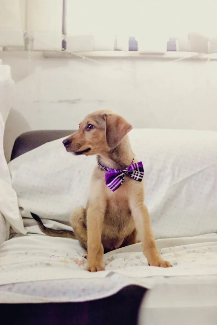 Cachorro ra a SRD-ViraLata idade 2 a 6 meses nome Bob