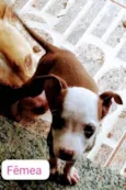 Pitbulls mix