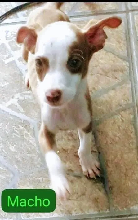 Cachorro ra a SRD-ViraLata idade 2 a 6 meses nome Pitbulls mix