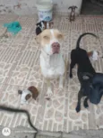 Pitbulls mix