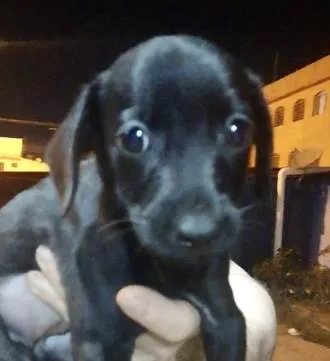 Cachorro ra a Mestico  idade 2 a 6 meses nome Dark