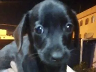 Cachorro ra a Mestico  idade 2 a 6 meses nome Dark