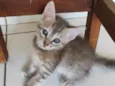 Pidona
