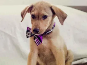 Cachorro raça SRD-ViraLata idade 2 a 6 meses nome Bob