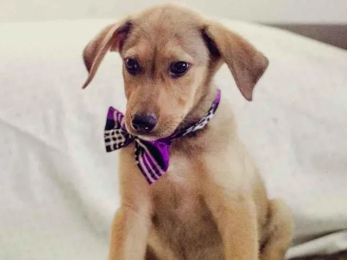 Cachorro ra a SRD-ViraLata idade 2 a 6 meses nome Bob
