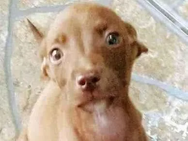 Cachorro ra a SRD-ViraLata idade 2 a 6 meses nome Pitbulls mix
