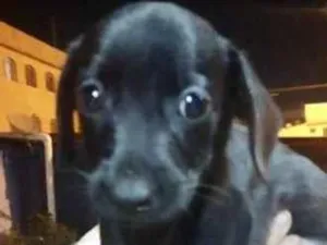 Cachorro raça Mestico  idade 2 a 6 meses nome Dark