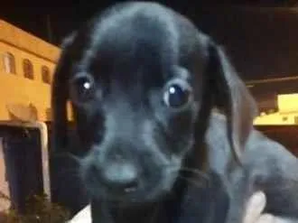 Cachorro ra a Mestico  idade 2 a 6 meses nome Dark