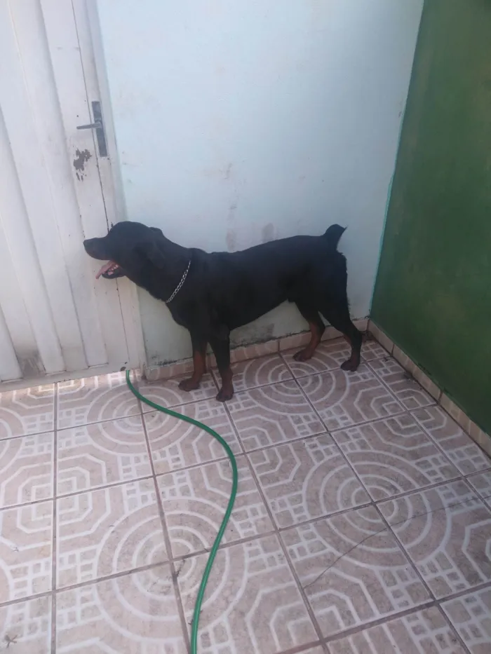 Cachorro ra a Rottweiler idade 1 ano nome Zeus
