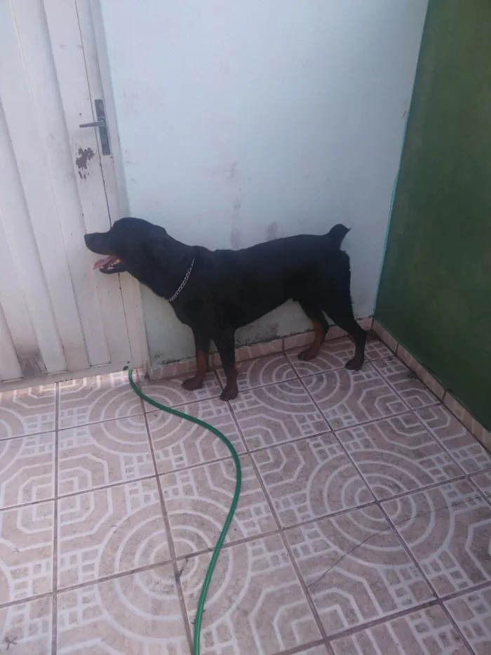 Cachorro ra a Rottweiler idade 1 ano nome Zeus