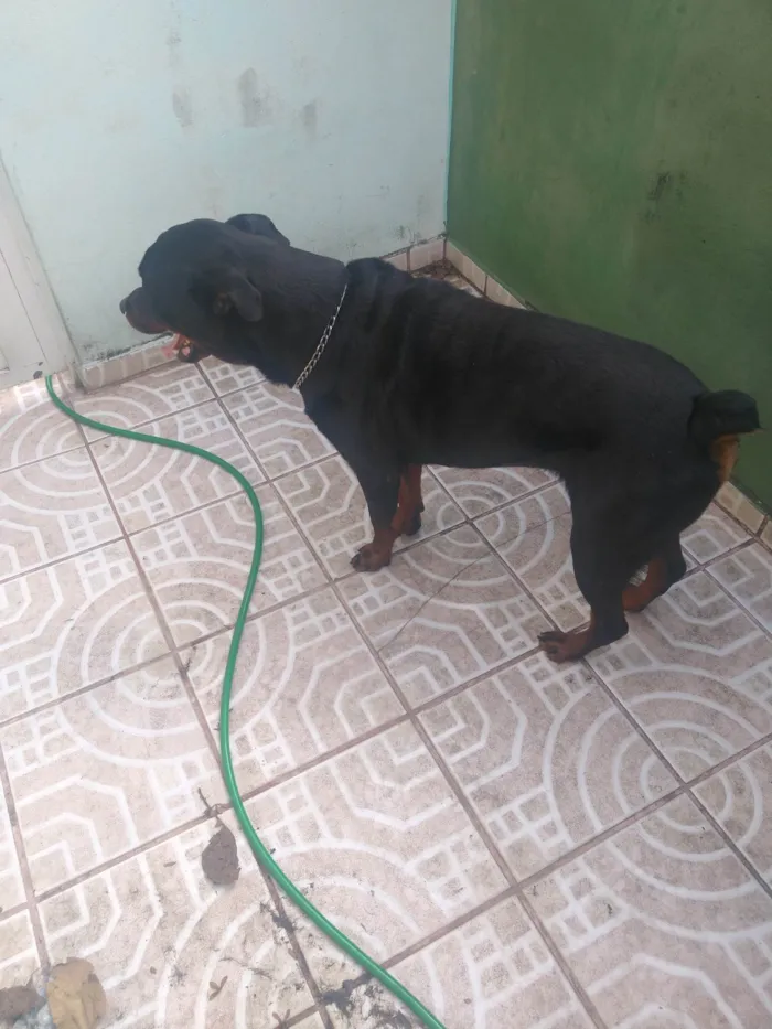 Cachorro ra a Rottweiler idade 1 ano nome Zeus