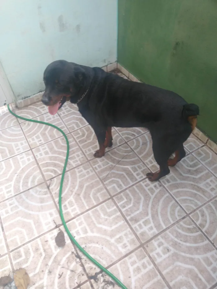 Cachorro ra a Rottweiler idade 1 ano nome Zeus